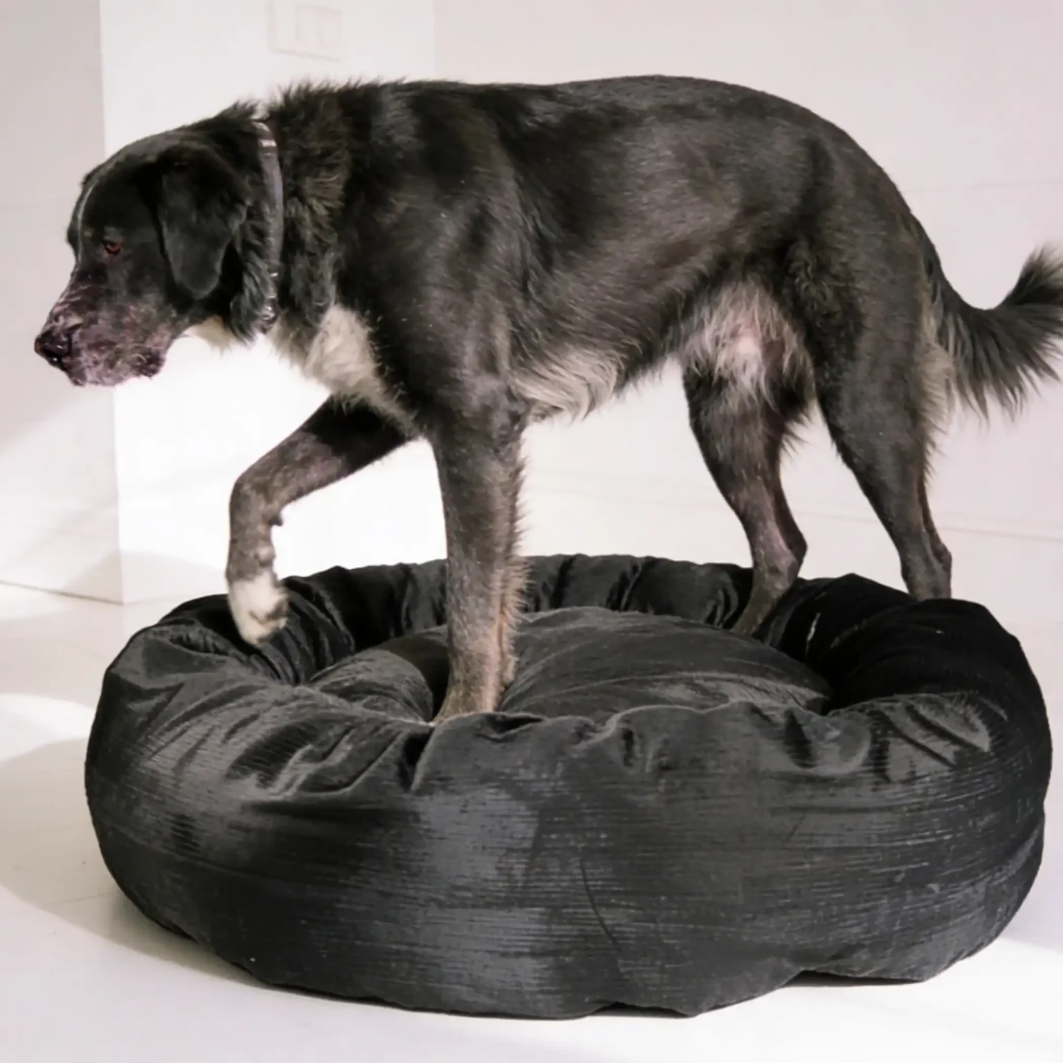 Corduroy donut dog bed with raised bolster ring for nesting comfort.